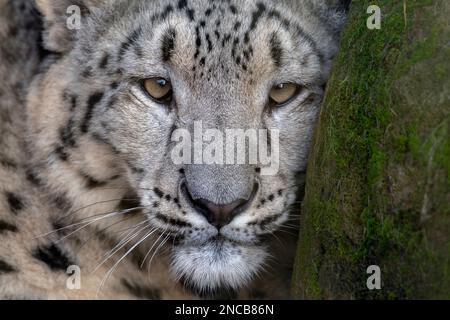 Junge weibliche Snow Leopard in die Kamera schaut Stockfoto