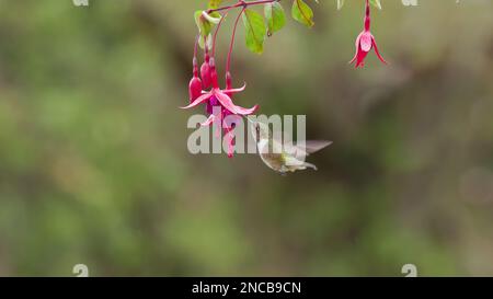 Ein Kolibri aus dem Vulkan, der fliegt und sich von einer Blume ernährt Stockfoto