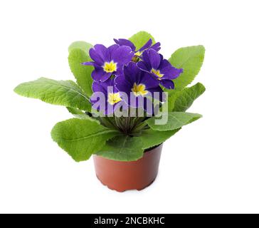 Wunderschöne primelpflanze (Primrose) mit lila Blüten isoliert auf Weiß. Frühlingsblüte Stockfoto