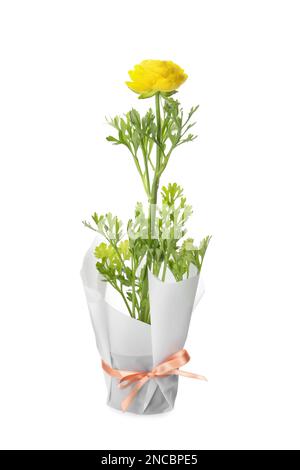 Wunderschöne gelbe Ranunculus-Blume im Topf auf weißem Hintergrund Stockfoto