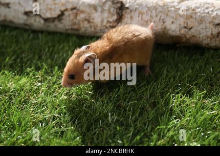 Süßer kleiner Hamster auf grünem Gras draußen Stockfoto