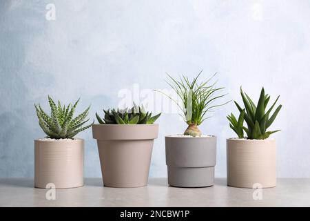 Die wunderschönen Aloe, Haworthia und Nolina in Töpfen auf dem Lichttisch. Verschiedene Zimmerpflanzen Stockfoto