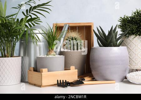 Verschiedene Zimmerpflanzen in Töpfen mit Gartengeräten auf einem weißen Tisch Stockfoto