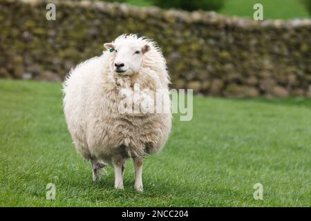Walisische Bergschafe auf einem grünen Feld in Snowdonia, Wales, Großbritannien Stockfoto