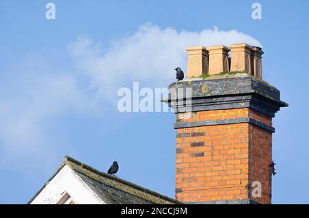 Holzrauch an einem blauen Himmel, der aus einem Backsteinkamin eines alten britischen Hauses weht, mit Vögeln auf dem Dach. Stockfoto