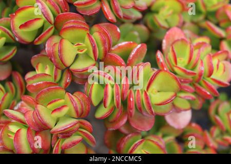 Die saftige Crassula „Red Edge“, die im Kaktusgarten, Guatiza, Lanzarote, Kanarische Inseln, Spanien, in Hülle und Fülle wächst; April 2022. Stockfoto