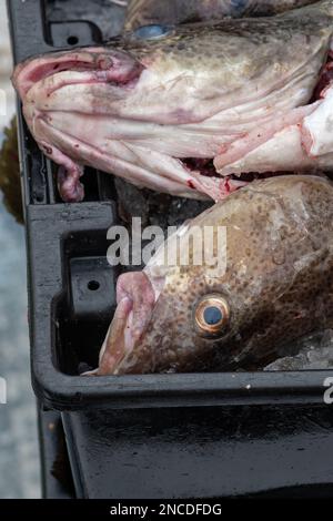 Großer frisch gefangener Atlantischer Kabeljau in schwarzen Fischeimern aus Kunststoff, die sich auf die Verarbeitung vorbereiten. Der frische weiße Kabeljau ist in der Mitte dick. Stockfoto