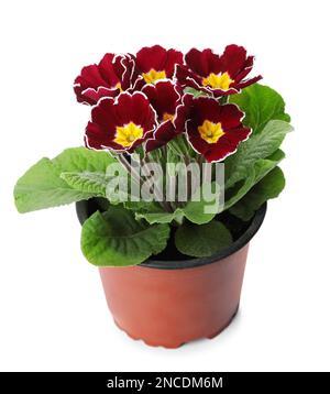 Wunderschöne primelpflanze (Primrose) mit burgunderfarbenen Blüten isoliert auf Weiß. Frühlingsblüte Stockfoto