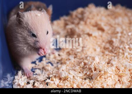 Süße, flauschige Hamster im Käfig. Platz für Text Stockfoto