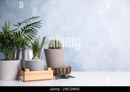 Wunderschöne Nolina, Kaktus, Chamaedorea in Töpfen mit Gartengeräten auf weißem Tisch, Platz für Text. Verschiedene Zimmerpflanzen Stockfoto