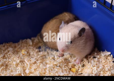 Süße, flauschige Hamster, die im Käfig spielen Stockfoto