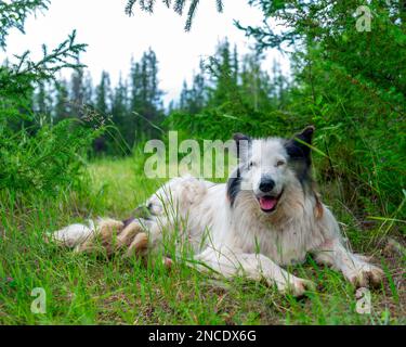 Ein alter weißer Hund der Rasse Yakut Laika liegt mit offenem Mund auf dem grünen Gras im Wald und lächelt im Sommer fröhlich. Stockfoto