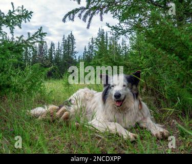 Ein alter weißer Hund der Rasse Yakut Laika liegt auf dem grünen Gras im Wald mit offenem Mund und fröhlichem Lächeln. Stockfoto