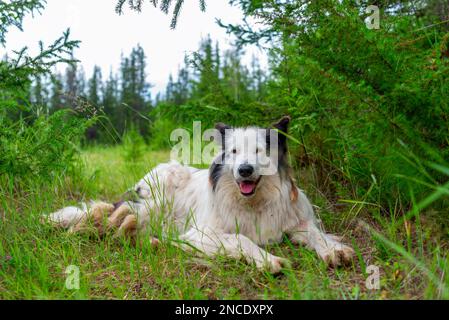 Ein alter weißer Hund der Rasse Yakut Laika liegt auf dem grünen Gras im Wald, mit offenem Mund und fröhlichem Lächeln. Stockfoto