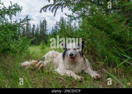 Ein alter weißer Hund der Rasse Yakut Laika liegt auf dem grünen Gras in einem Fichtenwald mit offenem Mund und fröhlichem Lächeln. Stockfoto