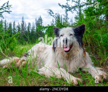 Ein alter weißer Hund der Rasse Yakut Laika liegt auf dem Gras in einem Fichtenwald mit offenem Mund und fröhlichem Lächeln. Stockfoto