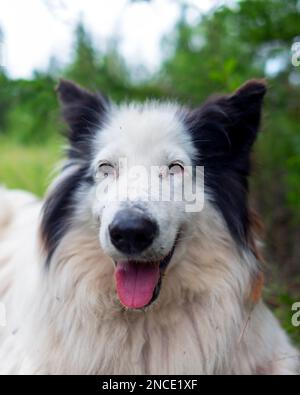 Porträt eines alten weißen Hundes der Rasse Yakut Laika liegt auf dem Gras in einem Fichtenwald mit offenem Mund und fröhlichem Lächeln. Vertikaler Rahmen. Stockfoto