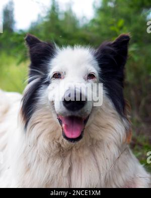 Porträt einer alten weißen Hunderasse Yakut Laika liegt auf grünem Gras in einem Fichtenwald mit offenem Mund und fröhlichem Lächeln. Vertikaler Rahmen. Stockfoto