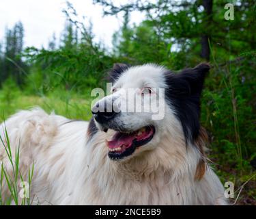 Porträt eines alten weißen Hundes der Rasse Yakut Laika liegt auf dem Gras in einem Fichtenwald mit offenem Mund und fröhlichem Lächeln. Stockfoto