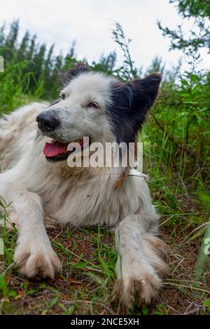 Porträt eines alten weißen Hundes der Rasse Yakut Laika liegt auf dem Gras in einem Fichtenwald mit offenem Mund und fröhlichem Lächeln. Vertikaler Rahmen. Stockfoto