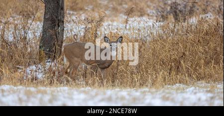 Weißschwanzkröte während der Rutsche im Norden von Wisconsin. Stockfoto