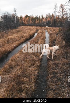 Zwei weiße Hunde laufen im Herbst mit dem Wasser von Yakutia entlang der Straße. Stockfoto