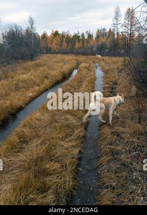 Zwei weiße Hunde spazieren am Herbstnachmittag mit dem Wasser von Yakutia entlang der Straße. Stockfoto