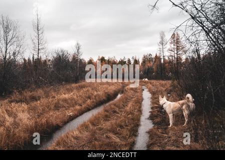 Zwei weiße Hunde laufen im Herbst mit dem Wasser von Yakutia entlang der Straße. Stockfoto