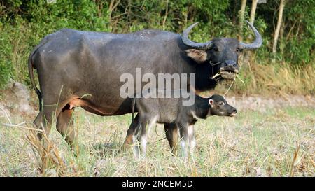 Ein Wasserbüffel mit einem Kalb weidet auf einer Wiese in der Nähe des Dorfes Stockfoto