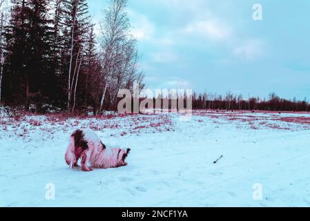 Abstraktes Foto im Cyberpunk-Stil, alte weiße Hundezucht Yakutian Laika, die auf einer verschneiten Straße ihre Pfote aus Eis nagelt. Stockfoto