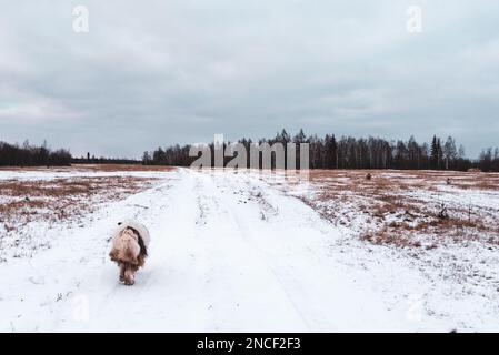 Ein alter weißer Hund der Yakutian-Laika-Rasse wandert an einem Wintertag in Sibirien auf einer verschneiten Straße auf einem Feld vor einem Wald in Yakutia. Stockfoto