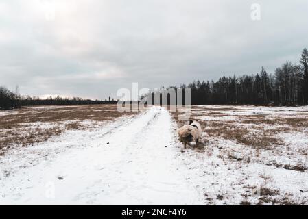 Ein alter weißer Hund der Yakutian Laika-Rasse wandert auf einer verschneiten Straße auf einem Feld mit trockenem Gras vor einem Wald in Yakutia in Sibirien während der Stockfoto