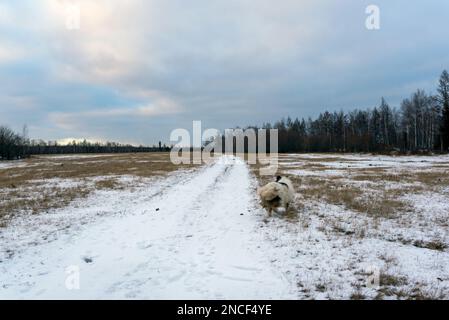 Ein alter weißer Hund der Yakutian Laika-Rasse wandert auf einer verschneiten Straße auf einem Feld mit trockenem Gras vor einem Wald in Yakutia in Sibirien. Stockfoto