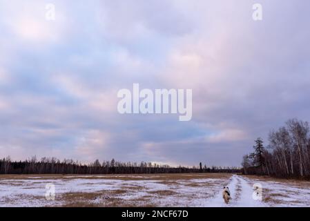 Ein alter weißer Hund der Yakutian Laika-Rasse wandert tagsüber auf einer verschneiten Straße auf einem Feld mit Gras vor einem Wald in Yakutia in Sibirien. Stockfoto