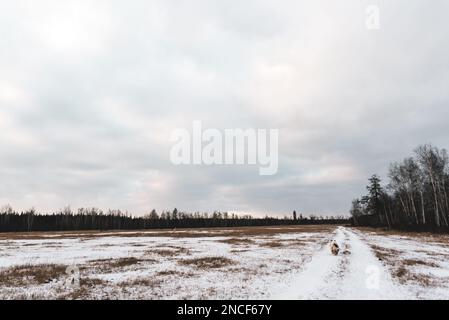 Ein alter weißer Hund der Yakutian Laika-Rasse wandert tagsüber auf einer verschneiten Straße auf einem Feld mit Gras vor einem Wald in Yakutia in Sibirien. Stockfoto