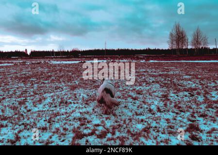 Abstraktes Foto im Cyberpunk-Stil, alte weiße Hundezucht Yakutian Laika, die durch ein verschneites Feld in Sibirien in Yakutia wandert. Stockfoto