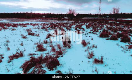 Abstraktes Foto im Cyberpunk-Stil eines alten weißen Hundes der Rasse Yakut Laika, der abends bei Sonnenuntergang durch ein verschneites Feld wandert. Stockfoto