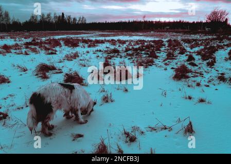 Abstraktes Foto im Cyberpunk-Stil der weißen Hundezucht Yakutian Laika, die abends durch ein verschneites Feld wandert. Stockfoto