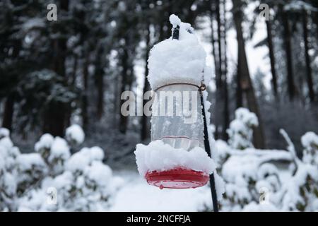 Ein Kolibri-Futterhaufen voller Schnee in Eugene, Oregon. Stockfoto