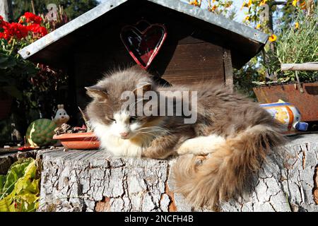 Katze ruht auf einem Baumstumpf in der Sonne, Taubensee, Chiemgau, Oberbayern, Deutschland Stockfoto