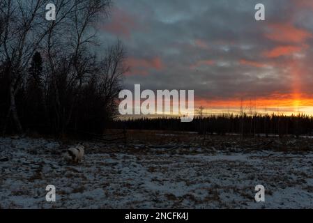 Ein alter weißer Hund der Yakutian Laika-Rasse wandert bei Sonnenuntergang in trockenem Gras mit Schnee auf einem Feld vor einem gefrorenen See in Yakutia in Sibirien. Stockfoto