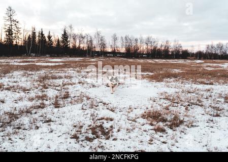 Ein alter weißer Hund der Yakutian Laika Rasse läuft bei Sonnenuntergang in trockenem Gras mit Schnee auf einem Feld vor einem gefrorenen See in Yakutia in Sibirien. Stockfoto