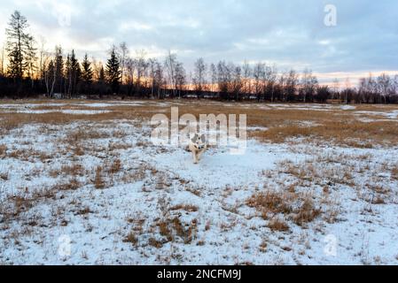 Ein alter weißer Hund der Rasse Yakut Laika läuft in trockenem Gras mit Schnee auf einem Feld vor einem gefrorenen See in Yakutia in Sibirien. Stockfoto