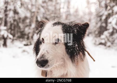 Porträt des schüchternen Gesichts eines alten weißen Hundes der Yakut Laika Rasse im Schnee im Wald von Yakutia in Sibirien. Stockfoto