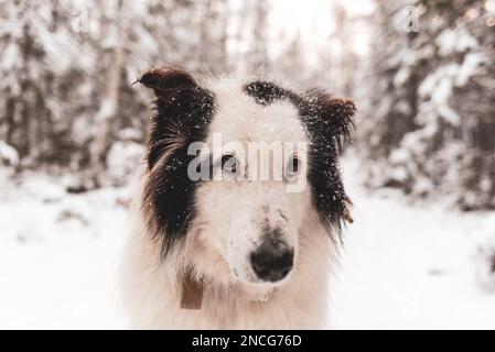 Porträt des schüchternen Gesichts eines alten weißen Hundes der Yakut Laika Rasse im Schnee im Wald von Yakutia in Sibirien während des Tages. Stockfoto