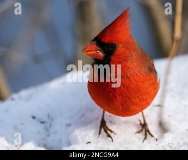 Ein männlicher Kardinal aus dem Norden, der nach Nahrung sucht. Cardinalis cardinalis Stockfoto