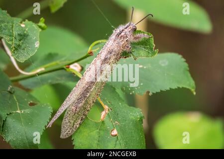 Distoleon tetragrammicus, eine Antlionenart der Neuropterenfamilie Myrmeleontidae. Erwachsener Antlion Lacewing, Ameise Löwe, nah beieinander Stockfoto