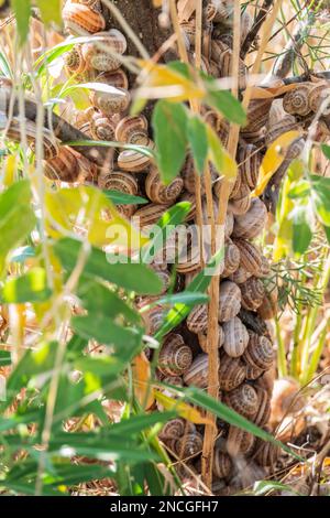 So viele Schnecken sitzen auf dem Busch Stockfoto