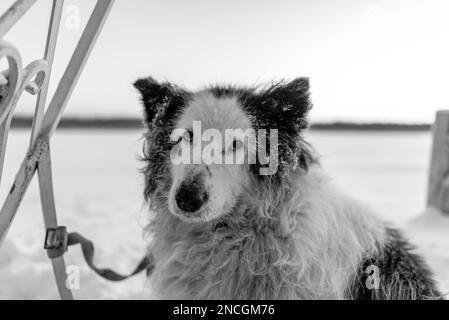 Ein alter weißer Hund sitzt einsam auf einer Leine, die im Schnee liegt, in einem kalten Winter in der Nähe eines Flusses und eines Waldes in Yakutia. Stockfoto