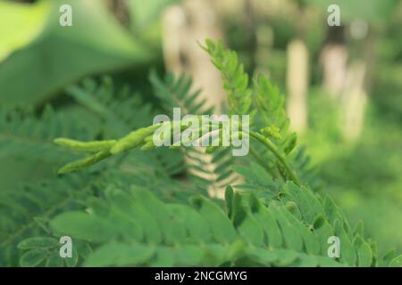Akazien, gemeinhin als Katteln oder Akazien bekannt, sind eine große Gattung von Sträuchern und Bäumen der Unterfamilie Mimosoideae der Erbsenfamilie Fabaceae. Initia Stockfoto